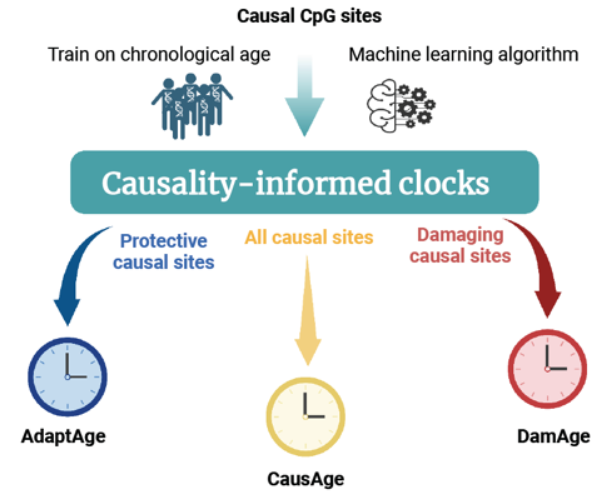 causality clocks